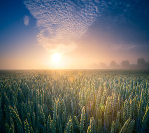 Golden horizons. majestic summer sunrise over countryside wheat field in northern europe