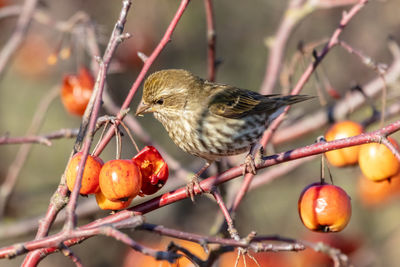 Close-up of bird perching on tree