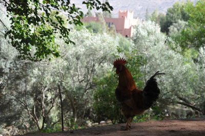 View of a bird on land