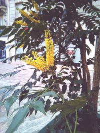 Close-up of flower tree