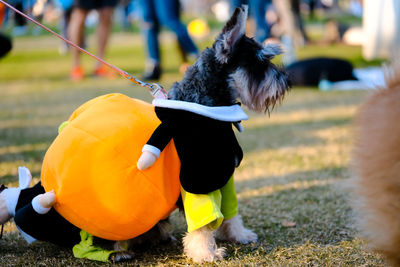 Close-up of a dog on field