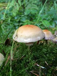 Mushrooms growing on field