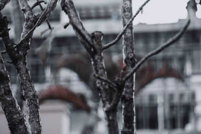 Close-up of frozen bare tree