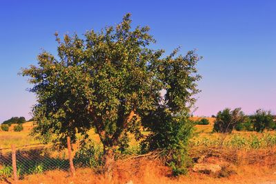 Tree against clear sky