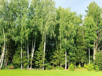 Scenic view of forest