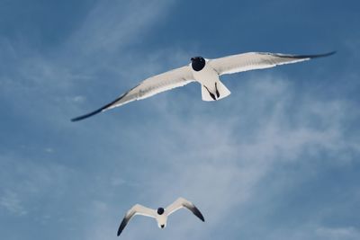 Low angle view of seagull flying in sky