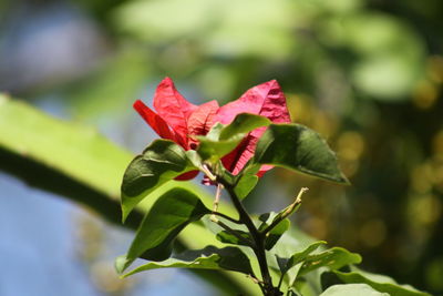 Close-up of pink flowering plant