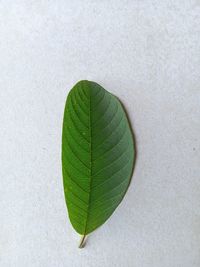 High angle view of plant leaves on land