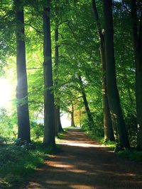 Trees in forest