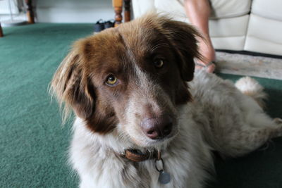 Close-up portrait of dog