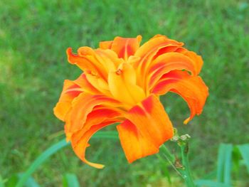 Close-up of orange flowers blooming outdoors