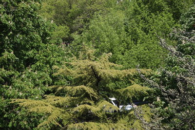 High angle view of trees in forest