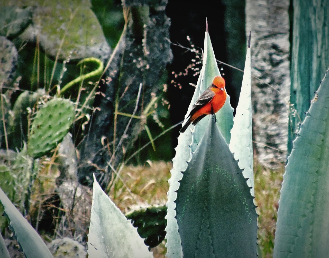 bird, animal themes, one animal, focus on foreground, wildlife, animals in the wild, close-up, perching, beak, nature, leaf, red, day, selective focus, outdoors, feather, beauty in nature, parrot, branch, side view