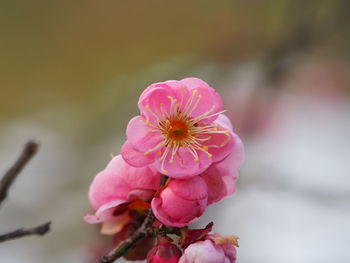 Close-up of pink flowers