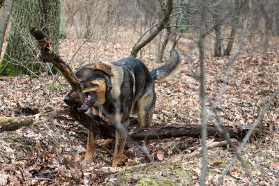 Dog in forest