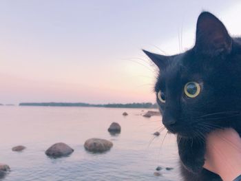Close-up portrait of a cat