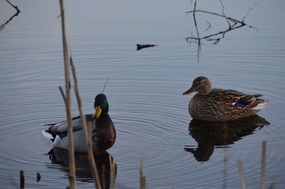 Ducks swimming in lake