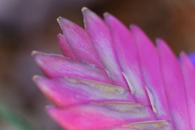 Close-up of pink flower blooming outdoors