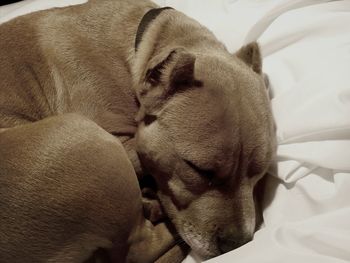 High angle view of pit bull terrier sleeping on bed