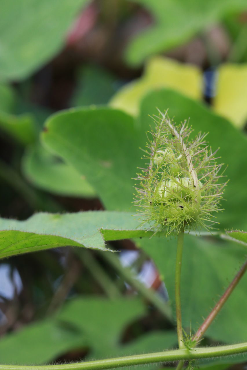 CLOSE-UP OF PLANT