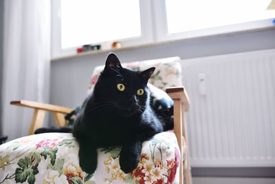 Black cat looking away