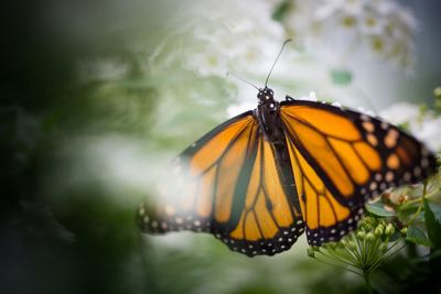 Close-up of monarch butterfly