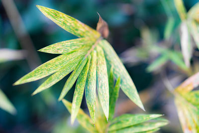green