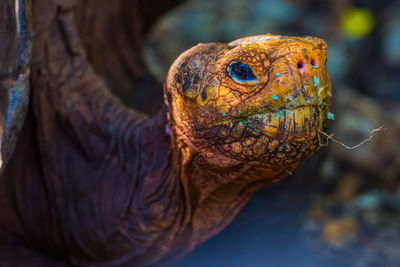 Giant tortoise in galapagos islands
