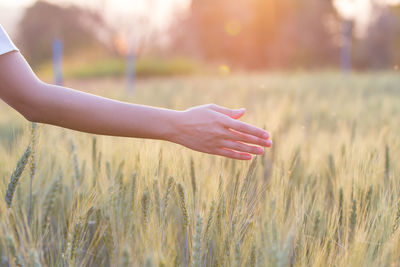 Close-up of person hand on field