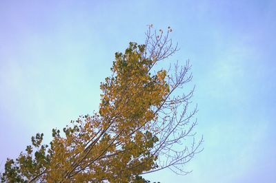 Low angle view of tree against clear blue sky