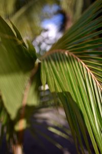 Close-up of fresh green leaves