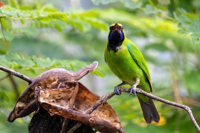 Close-up of bird perching on branch