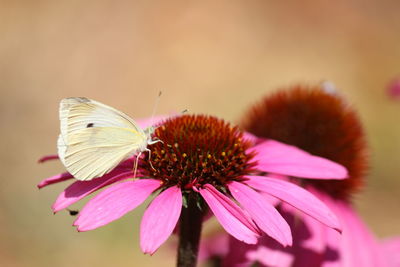 Close-up of butterfly pollinating on pink flower