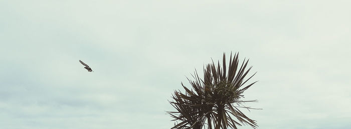 Low angle view of bird flying against sky