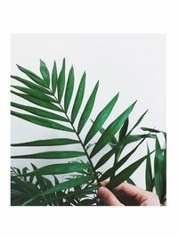 Close-up of hand holding plant