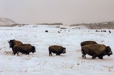 Bison family traveling through yellowstone 