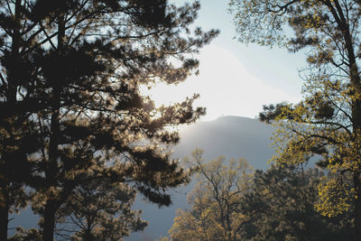 Low angle view of trees against sky