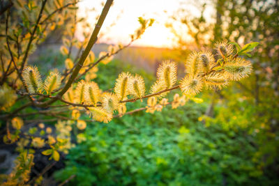 Beautiful willow branches with spring blossoms during morning hours. seasonal scenery of europe.