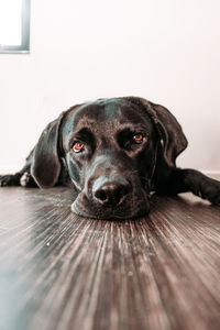 Close-up portrait of a dog on wooden floor