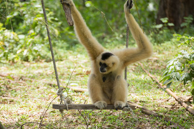 Monkey sitting on tree