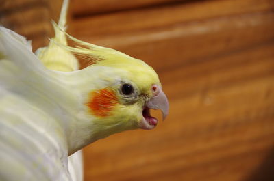Close-up of parrot