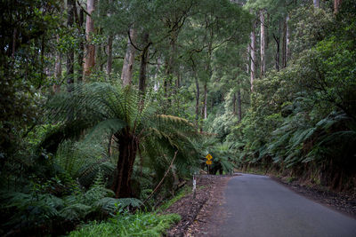 Road amidst trees in forest