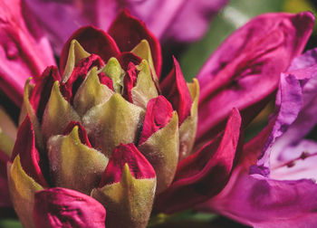 Close-up of pink rose flower