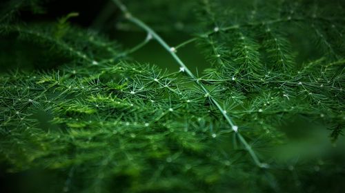 Full frame shot of plants