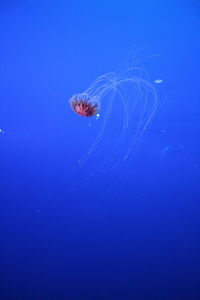 Close-up of jellyfish swimming in sea