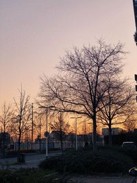Low angle view of trees against sky during sunset