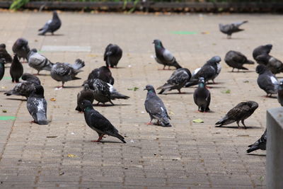 High angle view of pigeons on street