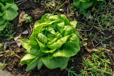 High angle view of green leaf in garden