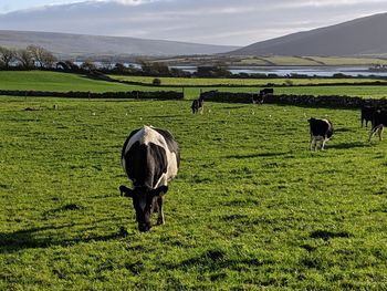 Cow grazing in field