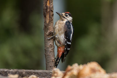 Close-up of bird perching on a tree